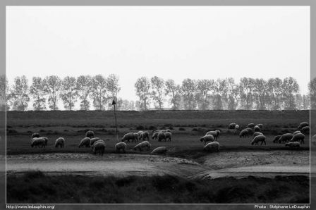 Moutons et prés salés, , France, sept. 2010 Moutons et prés salés