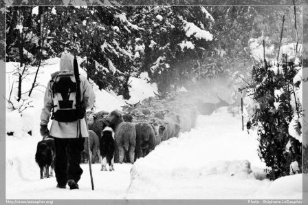 Transhumance hivernale  (ou désalpe)